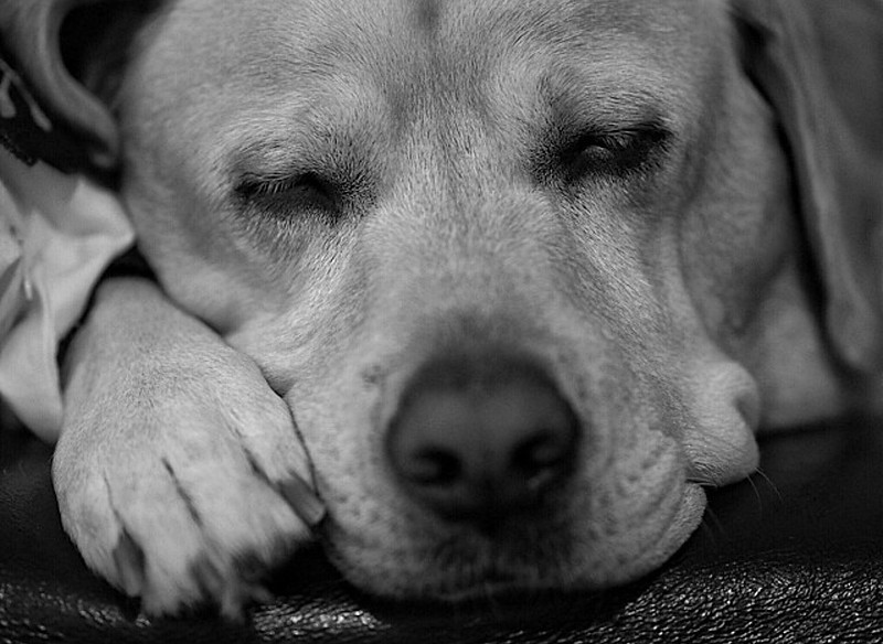 Labrador